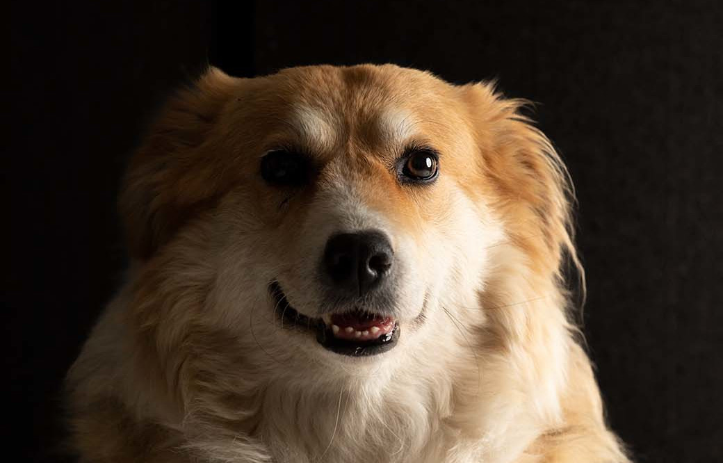 rozi